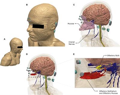 Optimized Electrode Placements for Non-invasive Electrical Stimulation of the Olfactory Bulb and Olfactory Mucosa